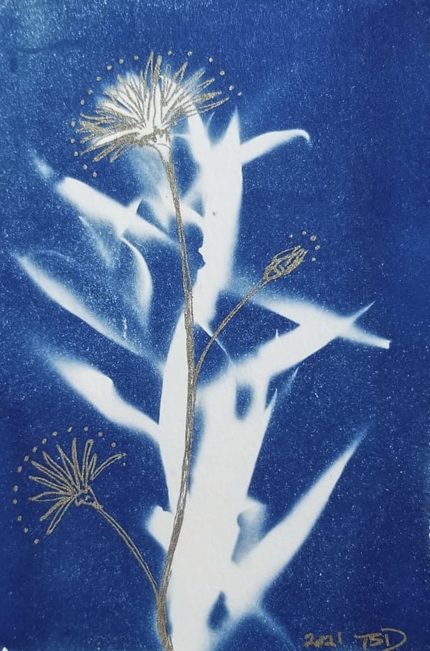 cyanotype postcard