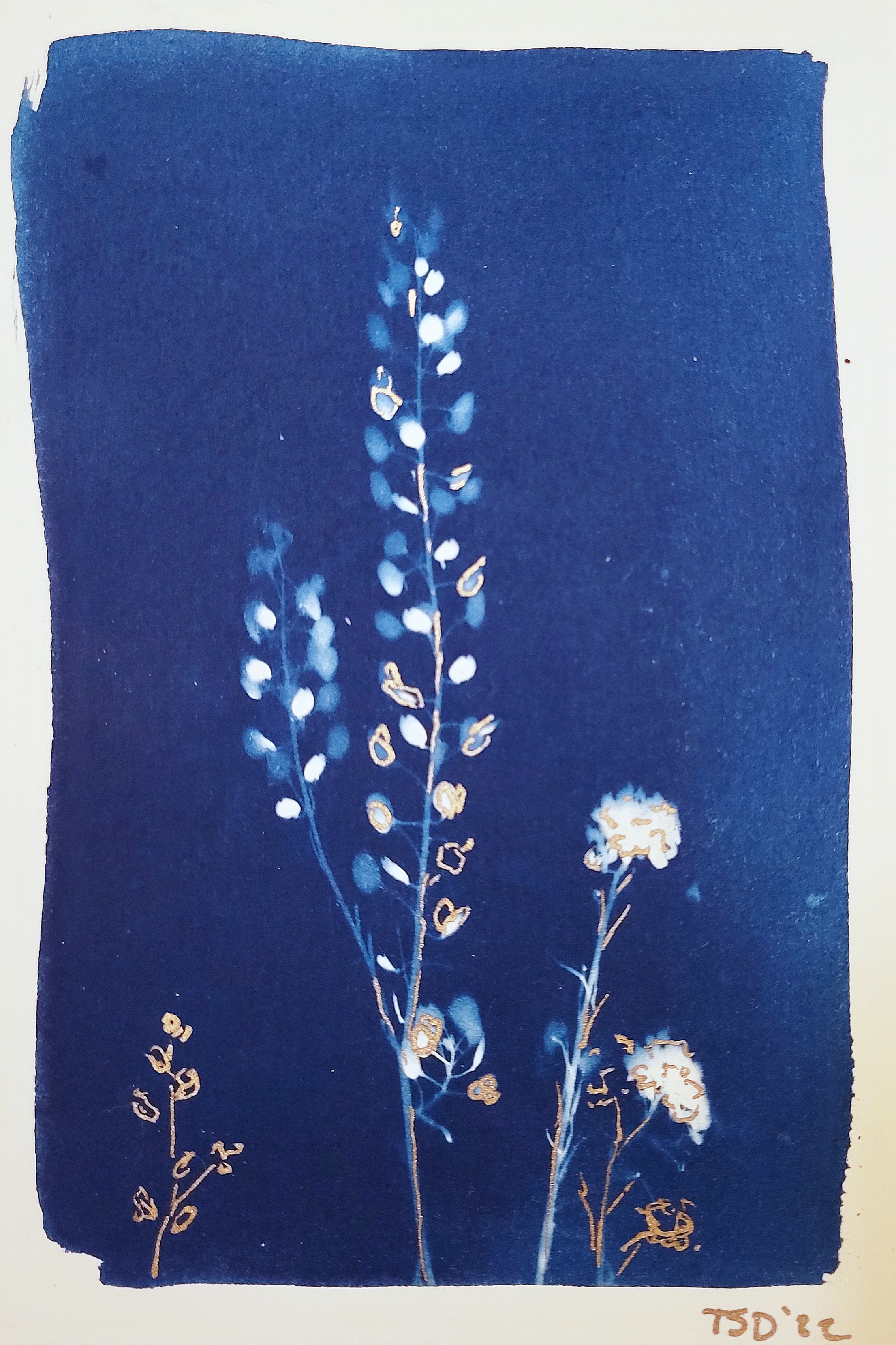 cyanotype postcard