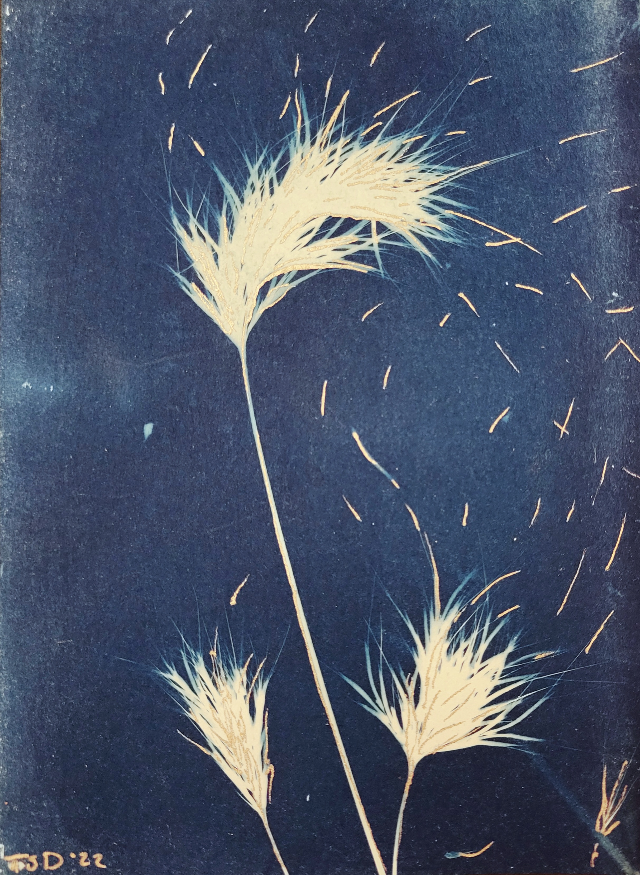 cyanotype postcard