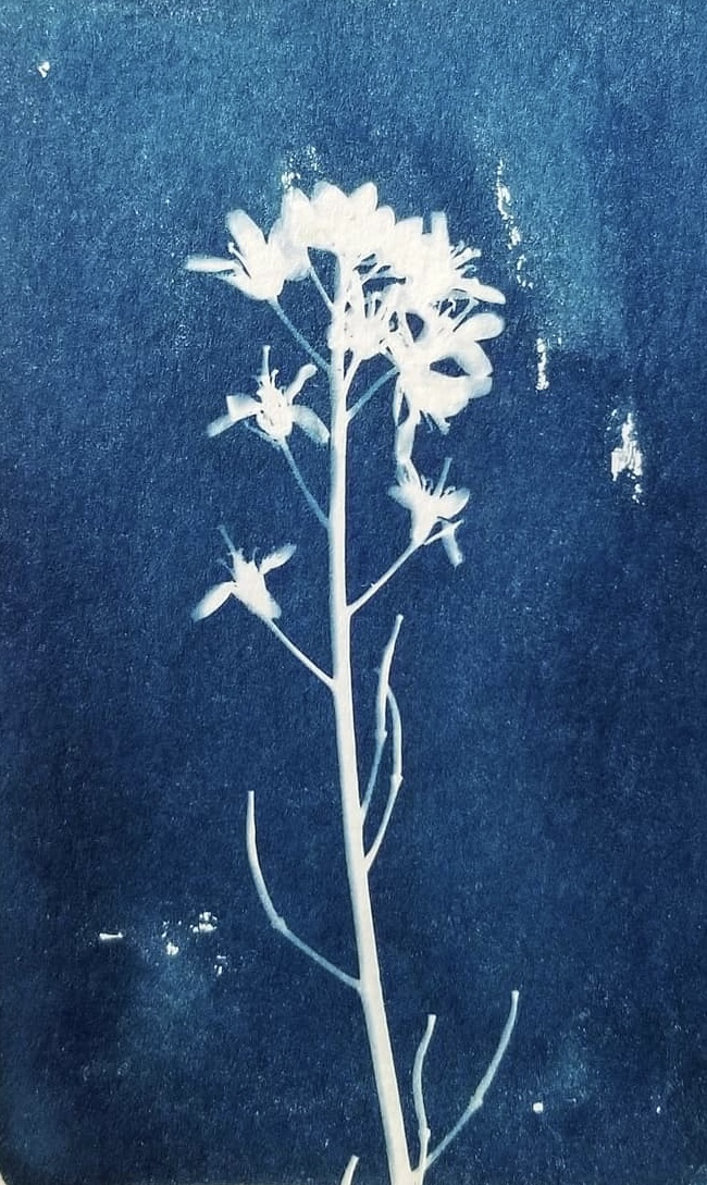 cyanotype postcard