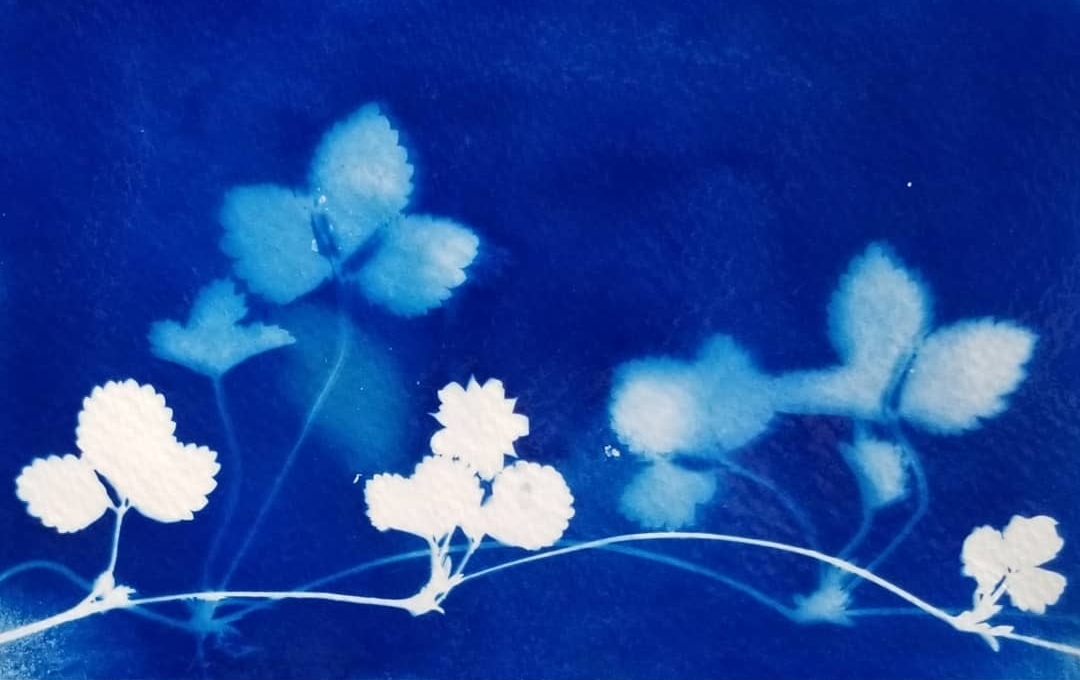 cyanotype postcard